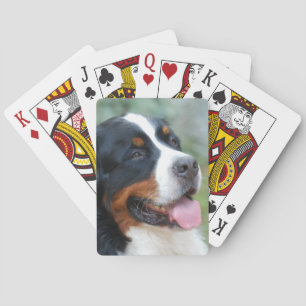 Baralho Plataforma de Bernese de cartões bonito