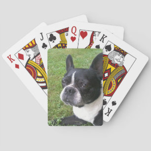 Baralho plataforma de cartões de jogo, com terrier de