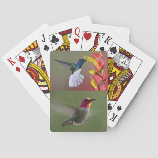Baralho Plataforma dos colibris de cartões