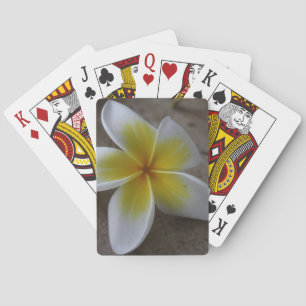 Baralho Plumeria - Frangipani Fotografia Floral
