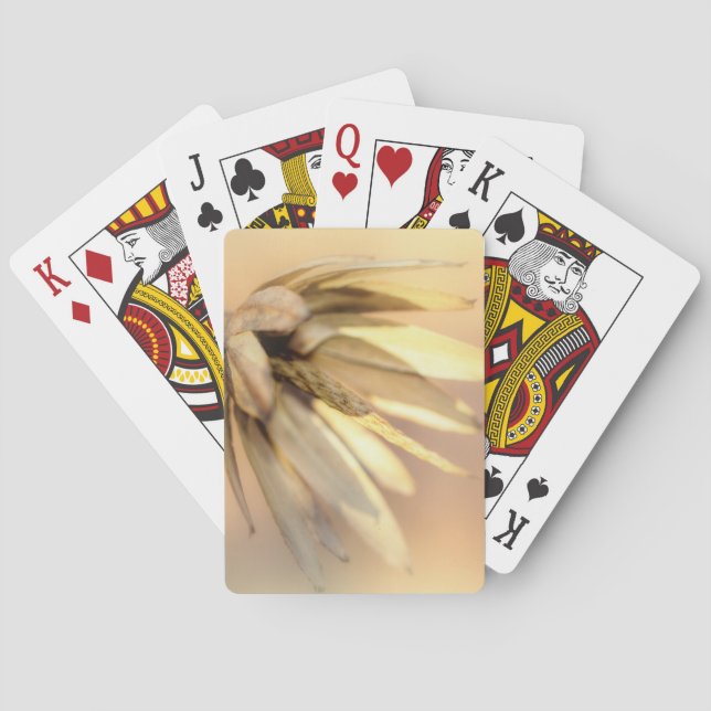 Baralho Pod de Semente Vazia do Poplar (Verso)