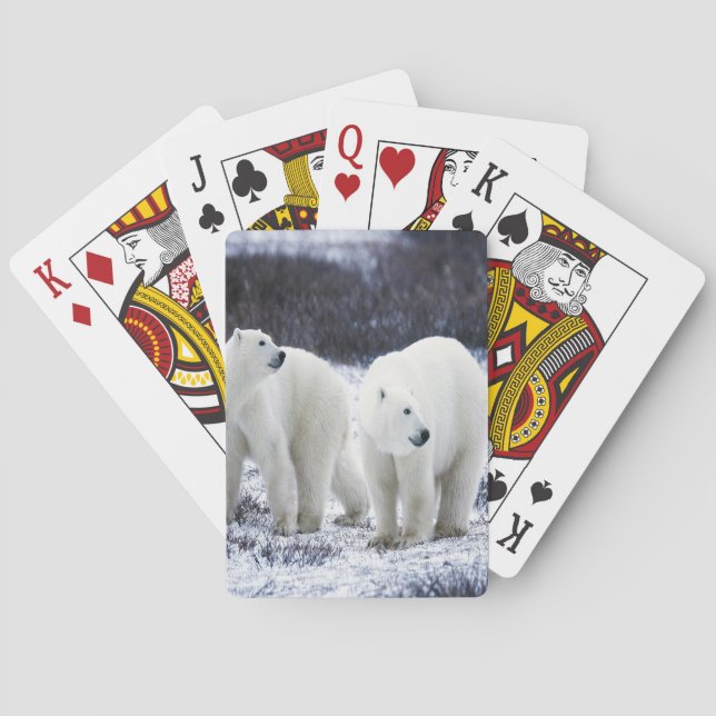 Baralho Polar Bear Love (Verso)