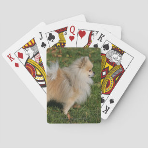 Baralho Posição de Pomeranian