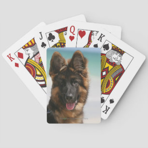 Baralho Praia de cabelos compridos do german shepherd