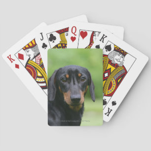 Baralho Preto e Dachshund 1 de Tan Miniture