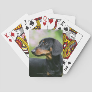 Baralho Preto e Dachshund 2 de Tan Miniture