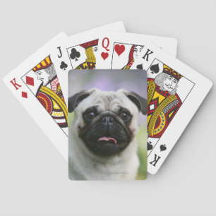 Baralho Pug da jovem corça no alerta