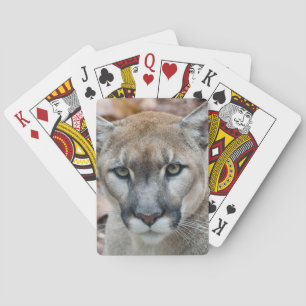 Baralho Puma, leão-da-montanha, pantera-da-flórida, Puma