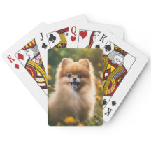 Puppy da Pomerânia em Campo Flor