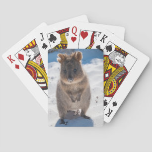 Baralho Quokka bonito e feliz na praia em Austrália