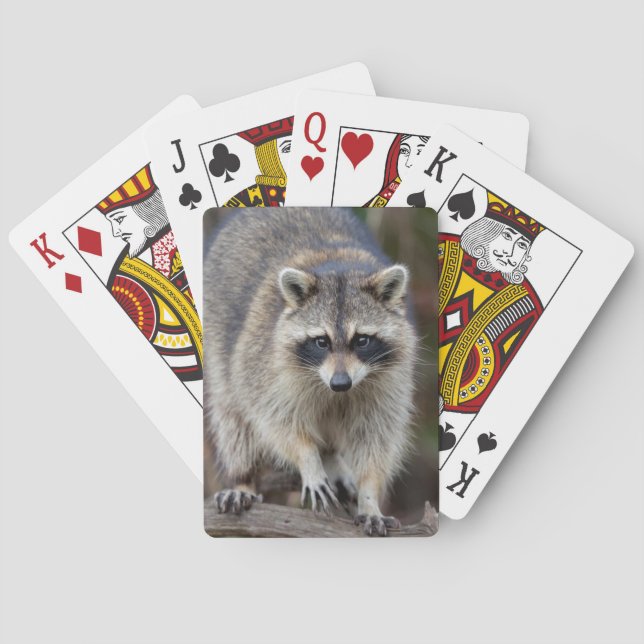 Baralho Raccoon, Procyon lotor, Flórida, EUA 2 (Verso)