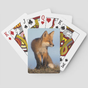 Baralho raposa-vermelha, Vulpes vulpes