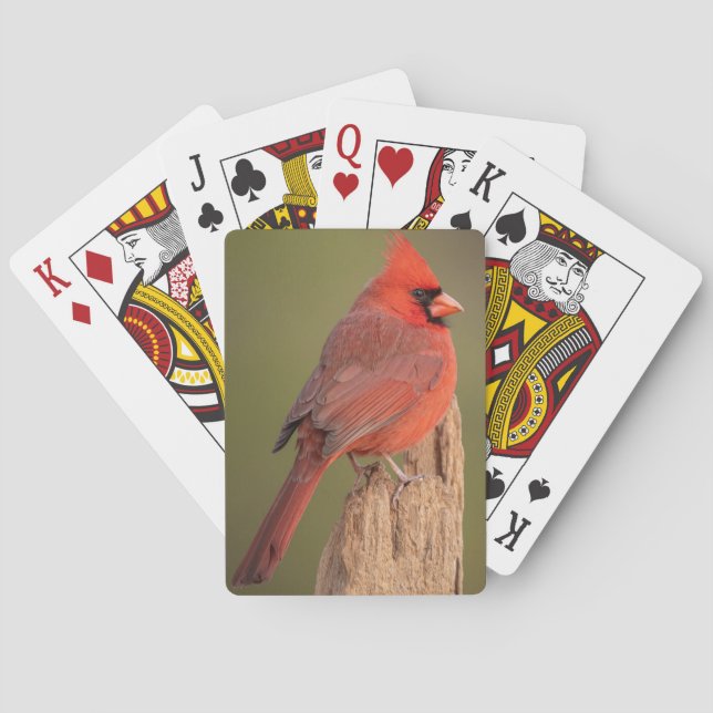 Baralho Red Cardinal  (Verso)