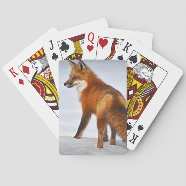Baralho Red Fox in Winter Snow (Verso)