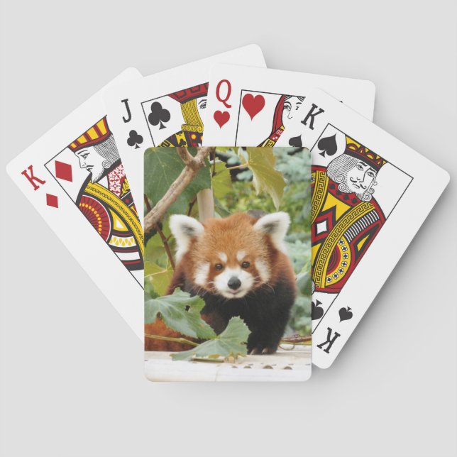 Baralho Red Panda (Verso)