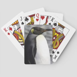 Baralho Rei pinguim, planície de Salisbúria, Geórgia su