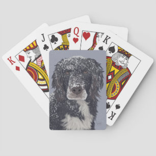Baralho retrato de animal de estimação mestiço de spaniel