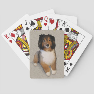 Baralho retrato de cão mestiço Sheltie
