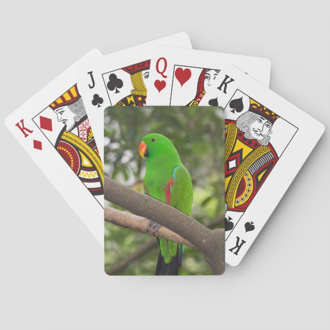 Baralho Retrato de Papagaio Verde (Verso)