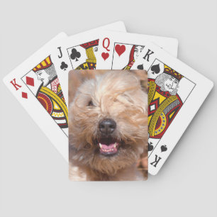 Baralho Retrato de Soft Coated Wheaten Terrier