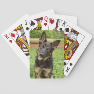 Baralho Retrato de um German shepherd
