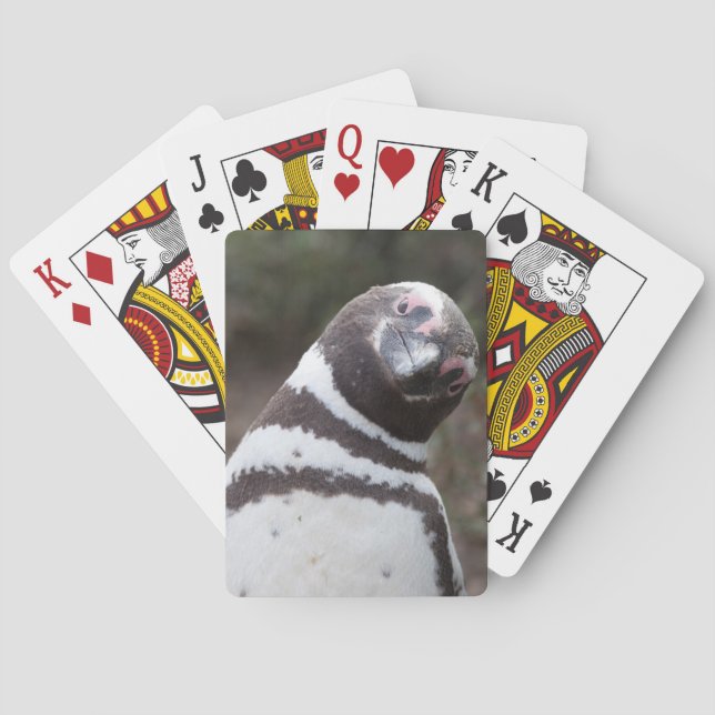 Baralho Retrato do pinguim de Magellanic (Verso)
