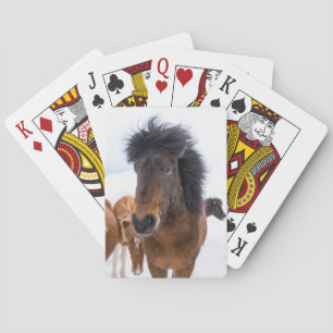 Baralho Retrato Engraçado de Cavalo Islandês