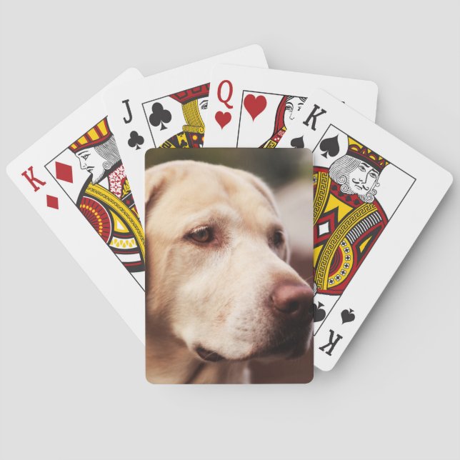 Baralho Retriever do Labrador (Verso)