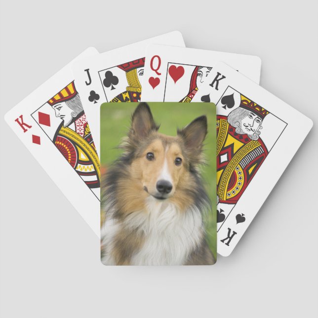 Baralho Rough Collie, cachorro (Verso)
