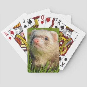 Baralho Sable Ferret na grama