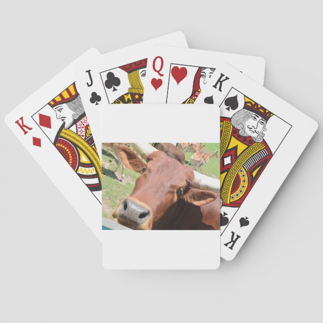 Baralho Safari Brown Cow (Verso)