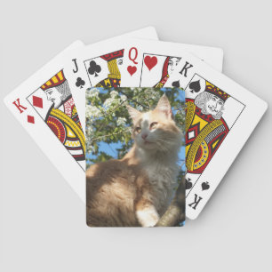 Baralho Sahara Cat em uma árvore tocando cartas