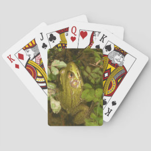 Baralho Sapo Verde Bonito Jogando Cartões
