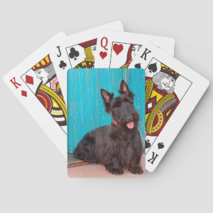 Baralho Scottish Terrier sitting by colorful doorway
