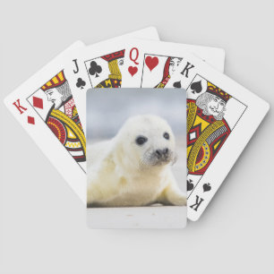 Baralho Selo de bebê das imagens de Getty