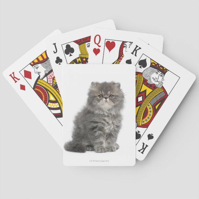 Baralho Sessão Persa Kitten (2 meses de idade) (Verso)