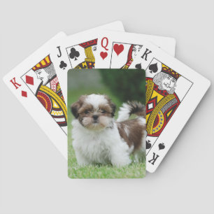 Baralho Shih tzu