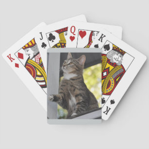 Baralho Skitles Os Cartões De Brincadeira De Gato