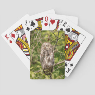 Baralho Sleepy Barred Owl