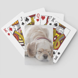 Baralho Sono do cão de cocker spaniel