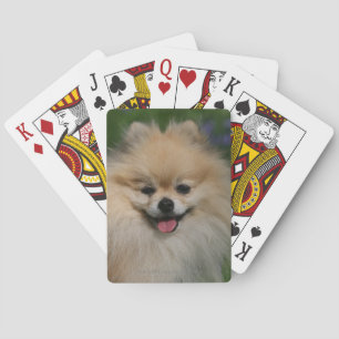 Baralho Sorriso de Pomeranian