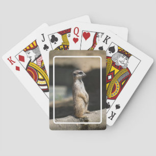 Baralho Suricata