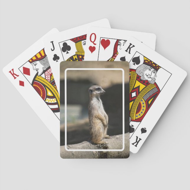 Baralho Suricata (Verso)