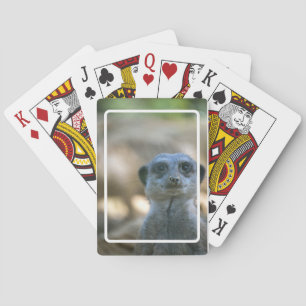 Baralho Suricata Engraçada