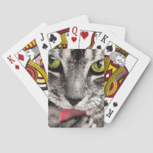 Tabby Cat Licing Paw