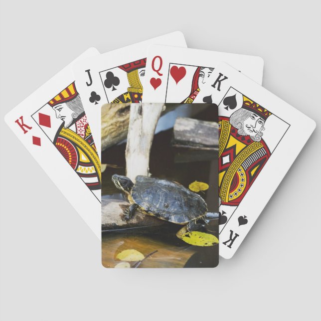 Baralho Tartaruga-de-coleira-nu na natureza (Verso)