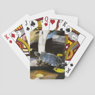 Baralho Tartaruga do slider da lagoa no selvagem