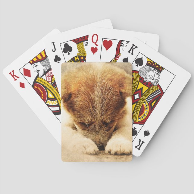 Baralho Terrier (Verso)