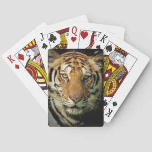 Baralho tigre