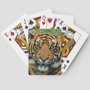 Baralho Tigre